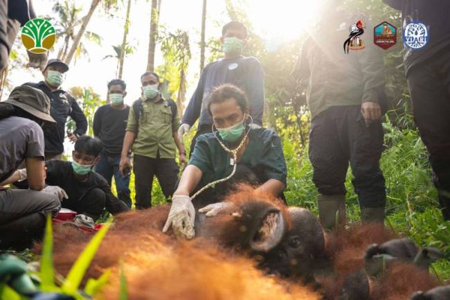 BKSDA Kalimantan Barat bersama YIARI berhasil mentranslokasikan satu individu orang utan dari Dusun Pemangkat Jaya, Desa Pemangkat, Kecamatan Simpang Hilir, Kabupaten Kayong Utara sebagai upaya mengurangi konflik antara manusia dan satwa liar. (Foto: YIARI)