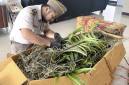 Petugas karantina saat memeriksa ratusan bibit tanaman anggrek dan aglaonema ilegal yang tidak dilengkapi dokumen di Pelabuhan Trisakti, Banjarmasin, Kalimantan Selatan. (Foto: Karantina Kalsel)

