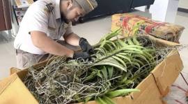 Petugas karantina saat memeriksa ratusan bibit tanaman anggrek dan aglaonema ilegal yang tidak dilengkapi dokumen di Pelabuhan Trisakti, Banjarmasin, Kalimantan Selatan. (Foto: Karantina Kalsel)
