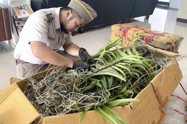 Petugas karantina saat memeriksa ratusan bibit tanaman anggrek dan aglaonema ilegal yang tidak dilengkapi dokumen di Pelabuhan Trisakti, Banjarmasin, Kalimantan Selatan. (Foto: Karantina Kalsel)
