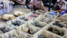 Petugas karantina saat mengamankan kura-kura dilindungi yang disamarkan dalam bentuk paket di Pelabuhan Trisakti, Banjarmasin, Kalimantan Selatan. (Karantina Kalsel)