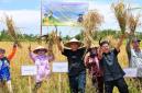 Kepala OIKN Basuki Hadimuljono (tengah) bersama pihak terkait melakukan panen di Demplot Pertanian Konservasi Kelompok Tani Mekar Jaya, Muara Jawa, Kutai Kartanegara. (Humas OIKN)