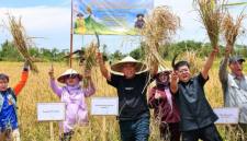 Kepala OIKN Basuki Hadimuljono (tengah) bersama pihak terkait melakukan panen di Demplot Pertanian Konservasi Kelompok Tani Mekar Jaya, Muara Jawa, Kutai Kartanegara. (Humas OIKN)