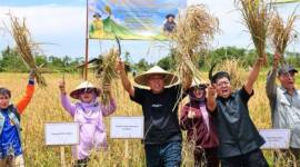 Kepala OIKN Basuki Hadimuljono (tengah) bersama pihak terkait melakukan panen di Demplot Pertanian Konservasi Kelompok Tani Mekar Jaya, Muara Jawa, Kutai Kartanegara. (Humas OIKN)