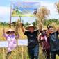 Kepala OIKN Basuki Hadimuljono (tengah) bersama pihak terkait melakukan panen di Demplot Pertanian Konservasi Kelompok Tani Mekar Jaya, Muara Jawa, Kutai Kartanegara. (Humas OIKN)