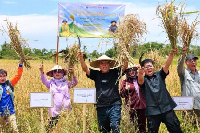 Kepala OIKN Basuki Hadimuljono (tengah) bersama pihak terkait melakukan panen di Demplot Pertanian Konservasi Kelompok Tani Mekar Jaya, Muara Jawa, Kutai Kartanegara. (Humas OIKN)