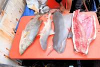 
Pesut mati terbelah akibat pukat kurau di Tana Tidung, Kaltara. (dok Dinas Perikanan Pemkab KTT)