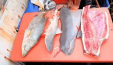 
Pesut mati terbelah akibat pukat kurau di Tana Tidung, Kaltara. (dok Dinas Perikanan Pemkab KTT)