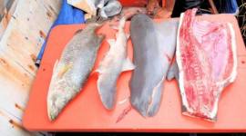 
Pesut mati terbelah akibat pukat kurau di Tana Tidung, Kaltara. (dok Dinas Perikanan Pemkab KTT)