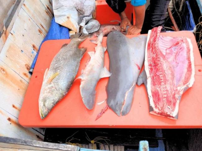 
Pesut mati terbelah akibat pukat kurau di Tana Tidung, Kaltara. (dok Dinas Perikanan Pemkab KTT)
