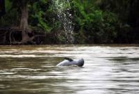 Foto Ilustrasi pesut. (Dok Yayasan Konservasi RASI)