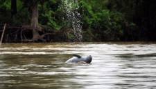 Foto Ilustrasi pesut. (Dok Yayasan Konservasi RASI)