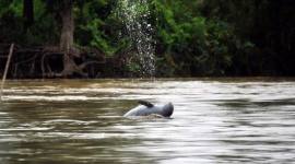 Foto Ilustrasi pesut. (Dok Yayasan Konservasi RASI)