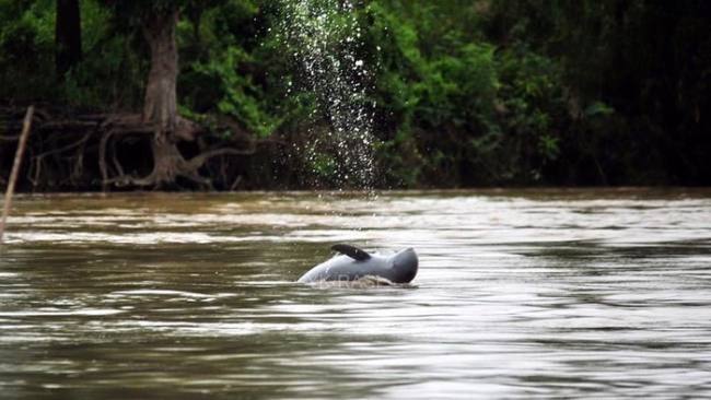 Foto Ilustrasi pesut. (Dok Yayasan Konservasi RASI)