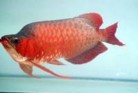 Scleropages formosus. (Foto: Istimewa)