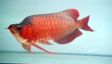 Scleropages formosus. (Foto: Istimewa)