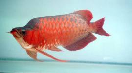 Scleropages formosus. (Foto: Istimewa)