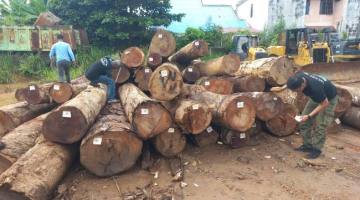KAYU LOG ILEGAL Disita di Kawasan Hutan Produksi Tanah Bumbu