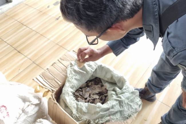 
Petugas memeriksa barang bukti sisik trenggiling yang dicoba diselundupkan lewat Pelabuhan Tanjung Priok, Jakarta Utara, Kamis (12/2/2026) . (Foto: Kemenhut RI)