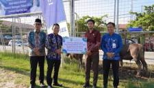 Menyalurkan 24 ekor sapi kurban bantuan Corporate Social Responsibility (CSR) dari Bank Kalsel Cabang Paringin di Lapangan Martasura, Paringin, Kamis (21/5/2026). (SuarIndonesia/Adv)