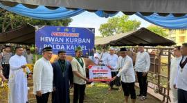 Penyerahan hewan kurban dari Kapolda oleh Direktur Intelkam, Kombes Pol Priyanto Priyo Hutomo, SIK, MH. kepada Ketua Badko HMI Kalsel, Abdi Aswadi di Mako Sat Brimob Polda Kalsel. (SuarIndonesia/Ist)