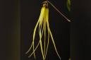 Bulbophyllum thiurum, salah satu dari 10 anggrek baru yang ditemukan di Kalimantan. (Foto: dok orchidspecies.com)