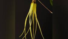 Bulbophyllum thiurum, salah satu dari 10 anggrek baru yang ditemukan di Kalimantan. (Foto: dok orchidspecies.com)
