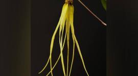 Bulbophyllum thiurum, salah satu dari 10 anggrek baru yang ditemukan di Kalimantan. (Foto: dok orchidspecies.com)