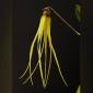 Bulbophyllum thiurum, salah satu dari 10 anggrek baru yang ditemukan di Kalimantan. (Foto: dok orchidspecies.com)