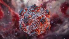
Virus Hantavirus. (Science Photo Library/Ruslanas Baranauskas)
