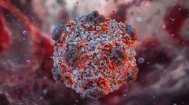 
Virus Hantavirus. (Science Photo Library/Ruslanas Baranauskas)