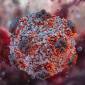 
Virus Hantavirus. (Science Photo Library/Ruslanas Baranauskas)