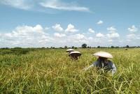 Seluas 6.740 hektare lahan pertanian di Provinsi Kalimantan Selatan diasuransikan melalui program Asuransi Usaha Tani Padi (AUTP) sebagai langkah antisipasi terhadap risiko gagal panen akibat bencana maupun serangan hama. (Foto: Medcen Kalsel)
