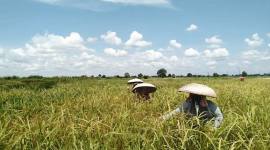 Seluas 6.740 hektare lahan pertanian di Provinsi Kalimantan Selatan diasuransikan melalui program Asuransi Usaha Tani Padi (AUTP) sebagai langkah antisipasi terhadap risiko gagal panen akibat bencana maupun serangan hama. (Foto: Medcen Kalsel)
