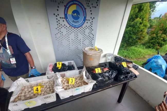 Barang bukti telur penyu yang di tangkap tim gabungan Pos Lintas Batas Negara (PLBN) Jagoi Babang, Sarawak Forestry Corporation (SFC) Malaysia, dan Satgas Perbatasan SSK II. (Foto: Antara/Narwati)
