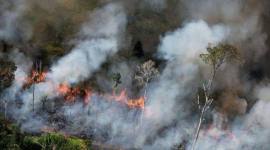 Foto Illustrasi kebakaran hutan. (Foto: Istimewa)