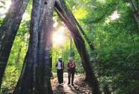 Wisatawan saat berada di Lembah Kahung melintasi pohon benuang laki yang berukuran raksasa. (Foto: Antara)