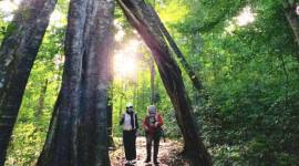 Wisatawan saat berada di Lembah Kahung melintasi pohon benuang laki yang berukuran raksasa. (Foto: Antara)