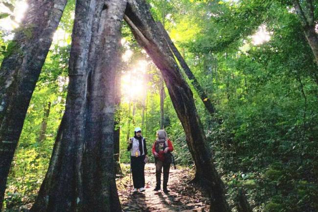 Wisatawan saat berada di Lembah Kahung melintasi pohon benuang laki yang berukuran raksasa. (Foto: Antara)