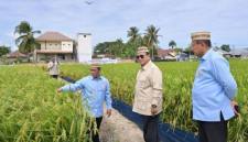 Presiden RI Prabowo Subianto (tengah) meninjau lahan padi dalam rangkaian acara Puncak Pekan Nasional Petani dan Nelayan XVII Tahun 2026 di Kabupaten Gorontalo, Rabu (24/6/2026). (Foto: BPMI Sekretariat Presiden)