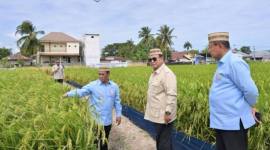 Presiden RI Prabowo Subianto (tengah) meninjau lahan padi dalam rangkaian acara Puncak Pekan Nasional Petani dan Nelayan XVII Tahun 2026 di Kabupaten Gorontalo, Rabu (24/6/2026). (Foto: BPMI Sekretariat Presiden)