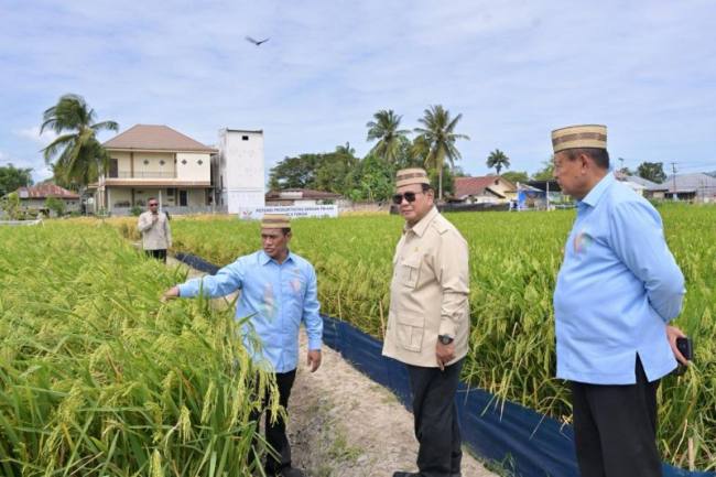 Presiden RI Prabowo Subianto (tengah) meninjau lahan padi dalam rangkaian acara Puncak Pekan Nasional Petani dan Nelayan XVII Tahun 2026 di Kabupaten Gorontalo, Rabu (24/6/2026). (Foto: BPMI Sekretariat Presiden)