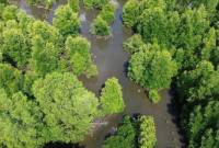 Kawasan mangrove di Kotabaru yang dikelola ULM sebagai pusat penelitian lingkungan lahan basah. (Foto: Antara)