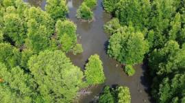 Kawasan mangrove di Kotabaru yang dikelola ULM sebagai pusat penelitian lingkungan lahan basah. (Foto: Antara)