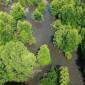Kawasan mangrove di Kotabaru yang dikelola ULM sebagai pusat penelitian lingkungan lahan basah. (Foto: Antara)