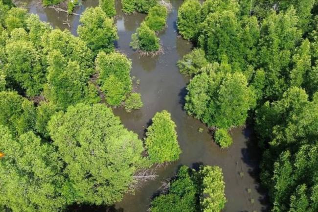 Kawasan mangrove di Kotabaru yang dikelola ULM sebagai pusat penelitian lingkungan lahan basah. (Foto: Antara)