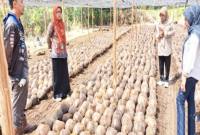 Plt Kepala BRMP Kalsel Dr Wahida Annisa Yusuf saat monitoring penyediaan benih kelapa dalam yang akan dibagikan ke daerah penerima manfaat. (Foto: Antara/Firman)