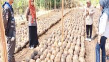 Plt Kepala BRMP Kalsel Dr Wahida Annisa Yusuf saat monitoring penyediaan benih kelapa dalam yang akan dibagikan ke daerah penerima manfaat. (Foto: Antara/Firman)
