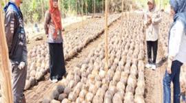 Plt Kepala BRMP Kalsel Dr Wahida Annisa Yusuf saat monitoring penyediaan benih kelapa dalam yang akan dibagikan ke daerah penerima manfaat. (Foto: Antara/Firman)