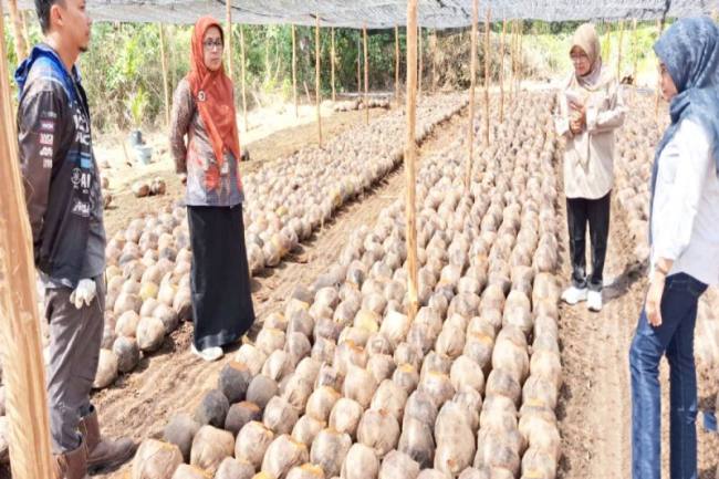 Plt Kepala BRMP Kalsel Dr Wahida Annisa Yusuf saat monitoring penyediaan benih kelapa dalam yang akan dibagikan ke daerah penerima manfaat. (Foto: Antara/Firman)